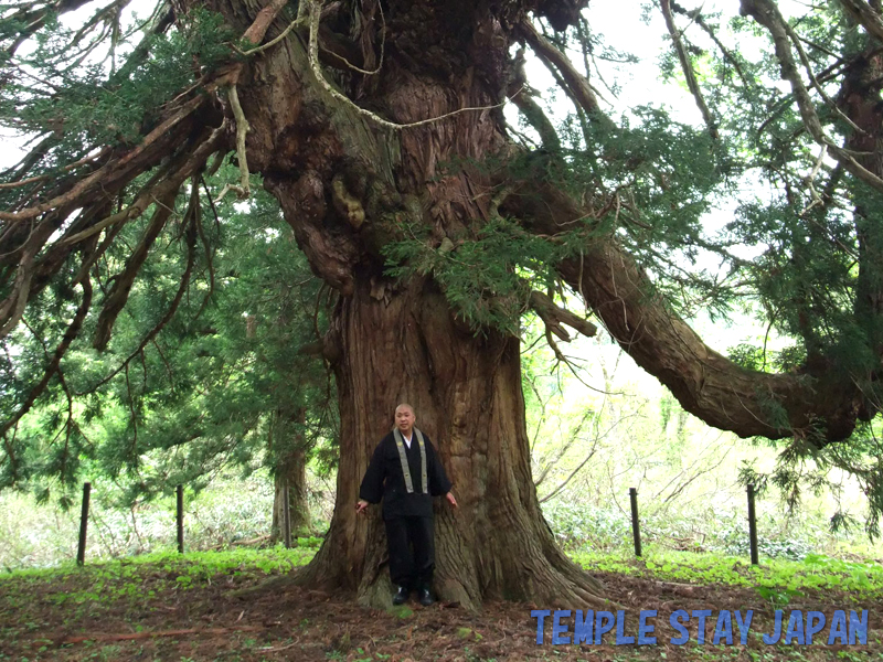 Dainichibo (Yamagata) Big Cedar