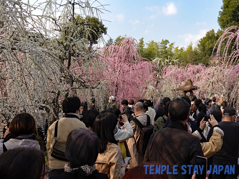 Jonangu (Kyoto) weeping plum trees