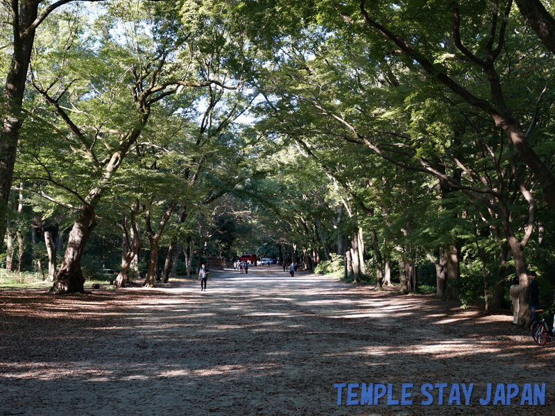 Shimogamo-jinja (Kyoto) Forest