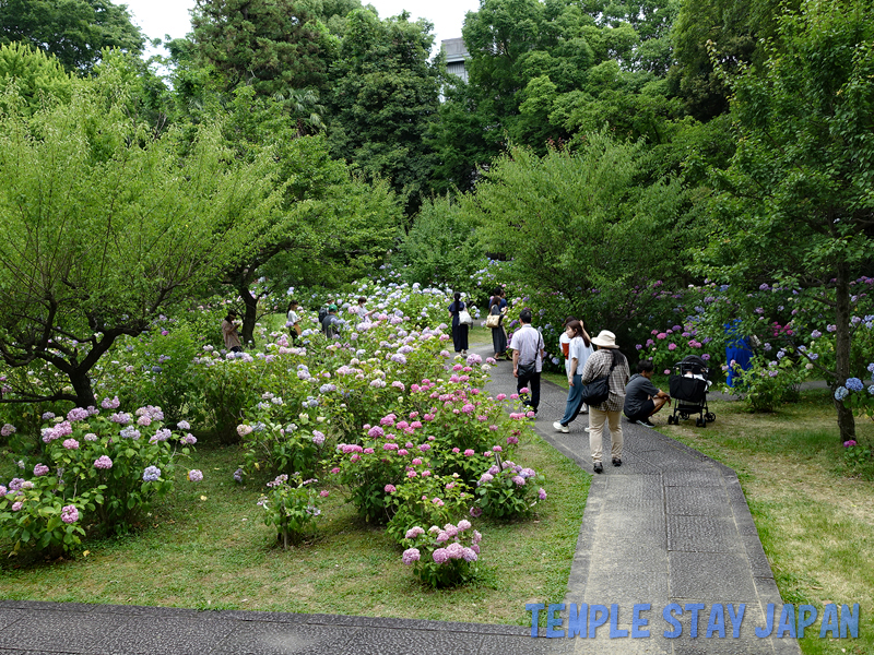 Chisyakuin (Kyoto) Goma (fire) Hydrangeas