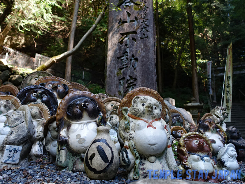 Tanukidanisan-Fudoin (Kyoto) Raccoon dog