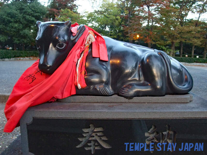 Kitano-Tenmangu (Kyoto) Cattle