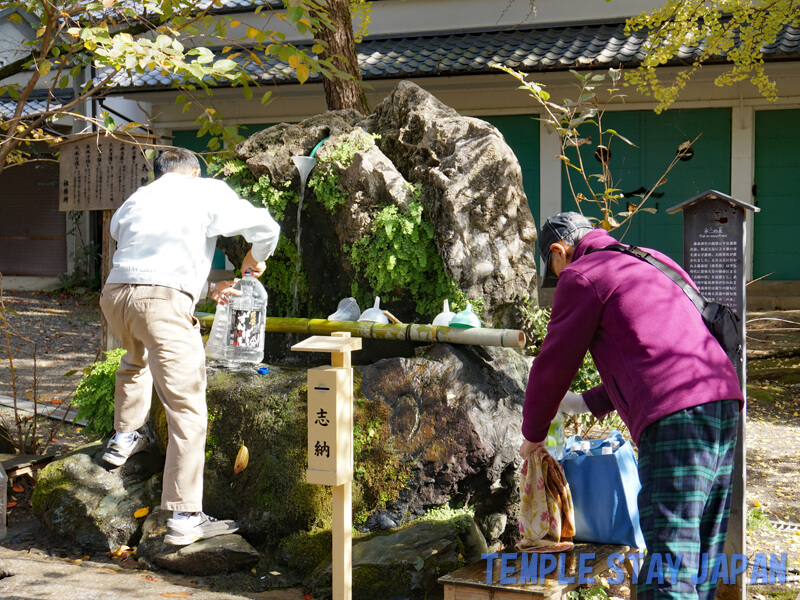 Fujinomori-jinja (Kyoto) Spring