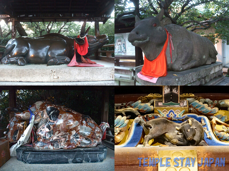 Kitano-Tenmangu (Kyoto) Cattle