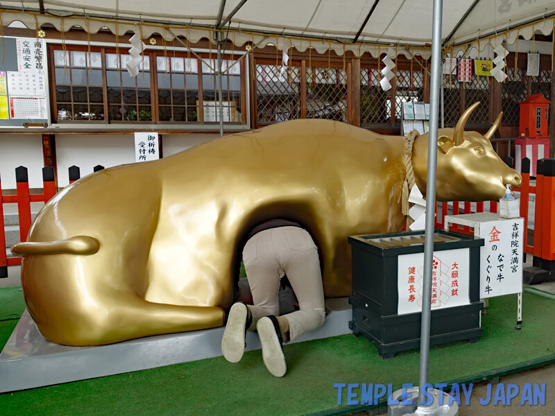 Kisshoin Tenmangu (Kyoto) Golden Cattle