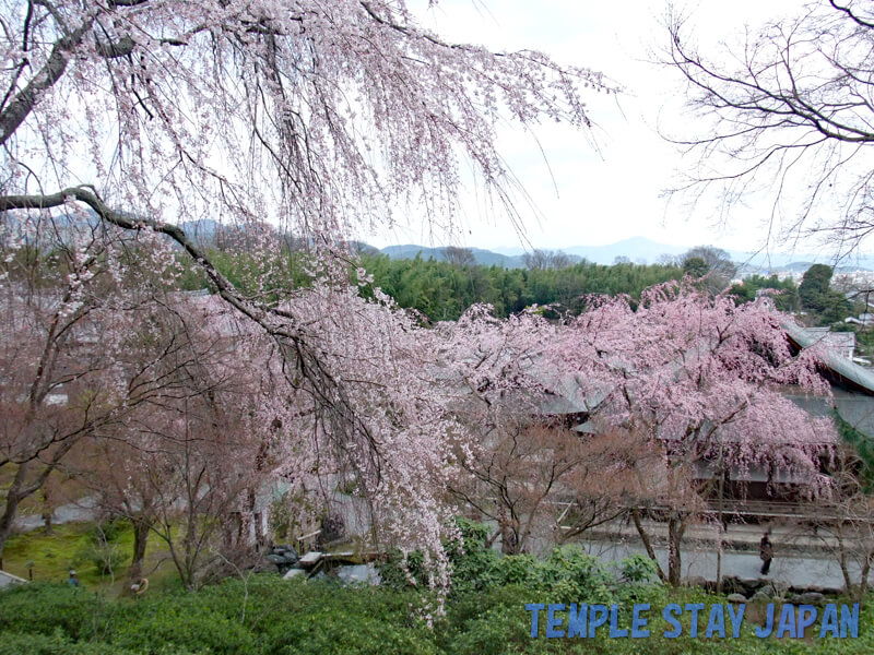 Tenryuji (Kyoto) Cherry blossoms