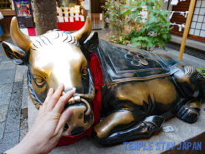 Nishikitenmangu (Kyoto) Cattle