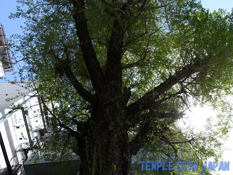 Honnoji (Kyoto) Fire prevention ginkgo