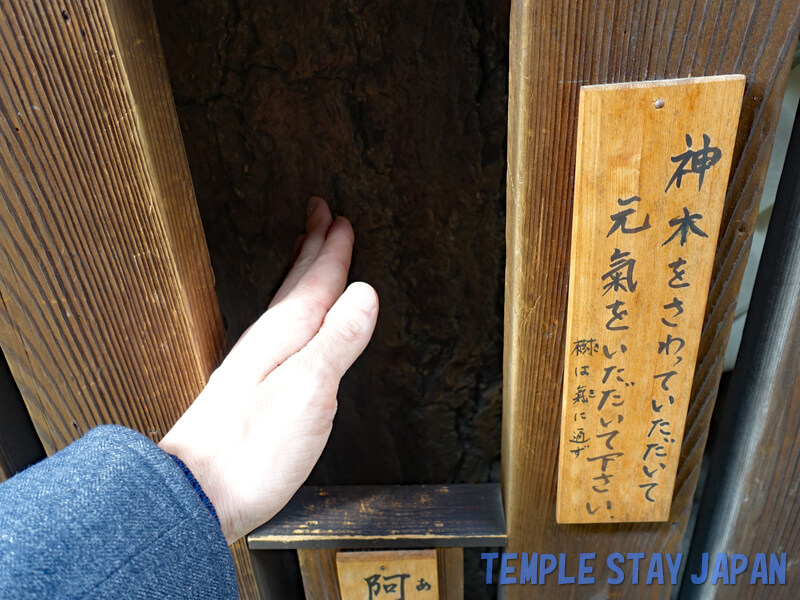 Inaba-do Byodoji (Kyoto) Sacred tree