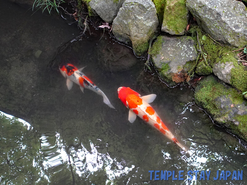 Eikando (Kyoto) Carp