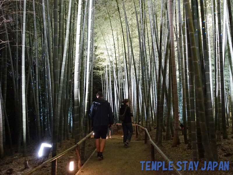 Kodaiji (Kyoto) Night bamboo