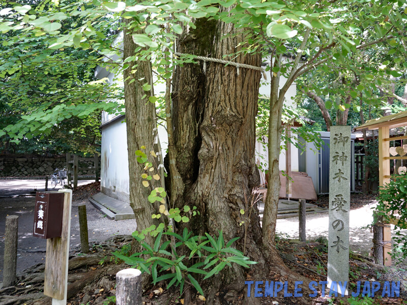 Nashinoki-jinja (Kyoto) Tree of love