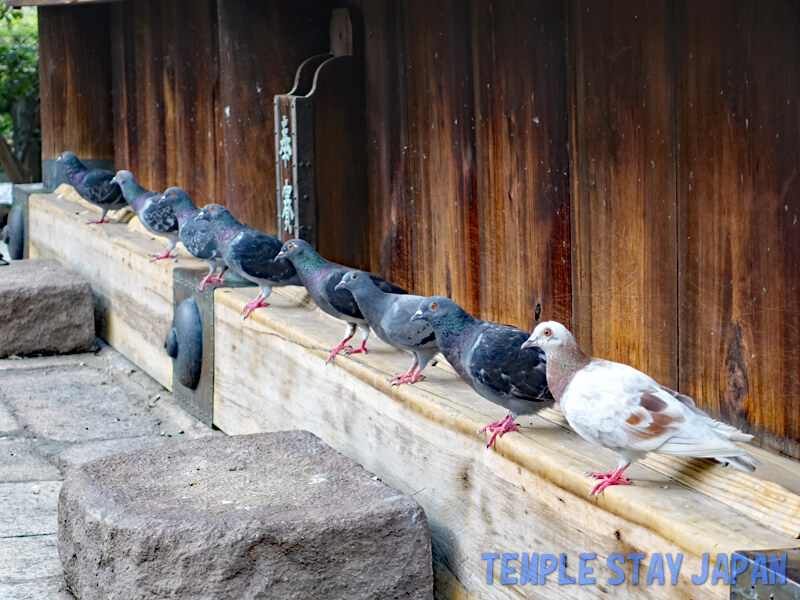Rokkakudo (Kyoto) Doves