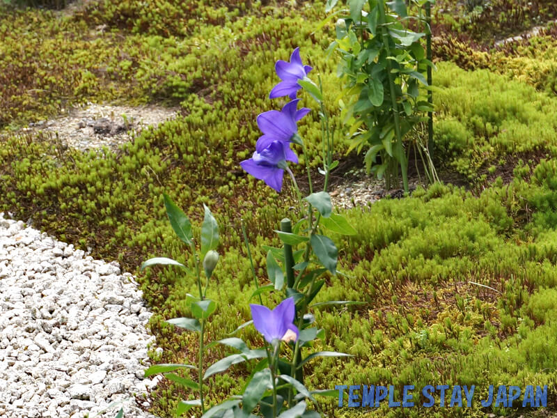 Rozanji (Kyoto) Bellflower