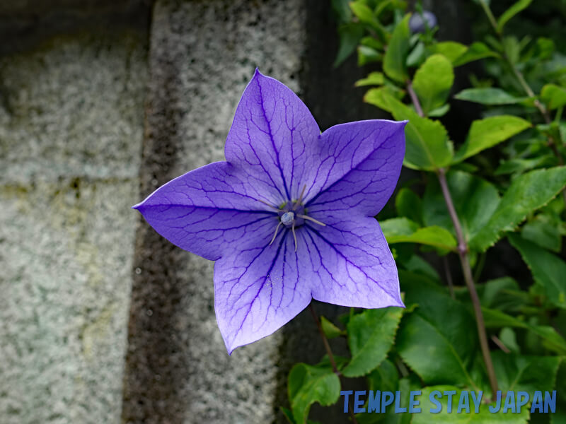 Seimei-jinja (Kyoto) Bellflower