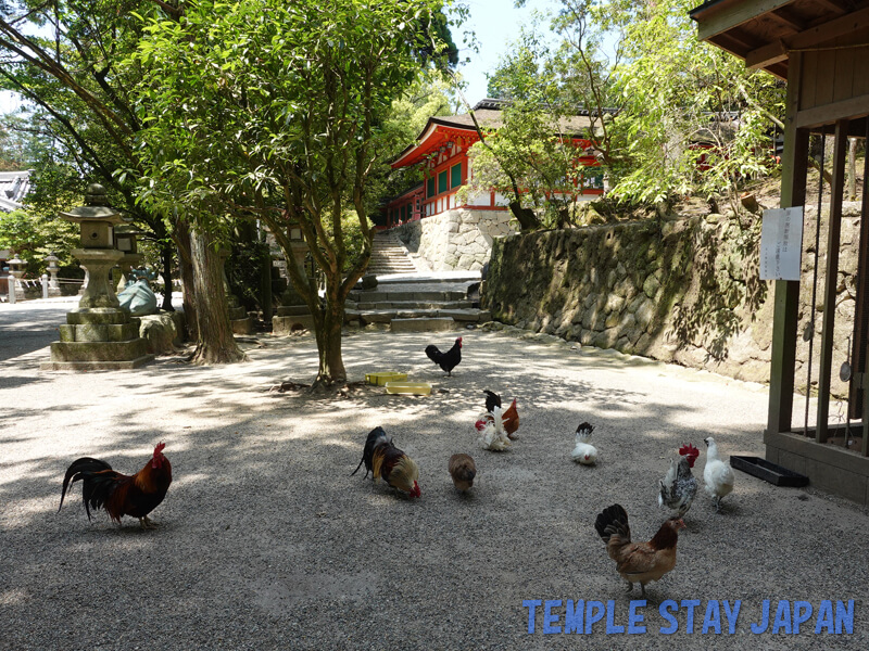 Isonokamijingu (Nara) Chickens