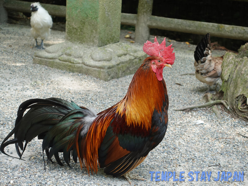 Isonokamijingu (Nara) Rooster