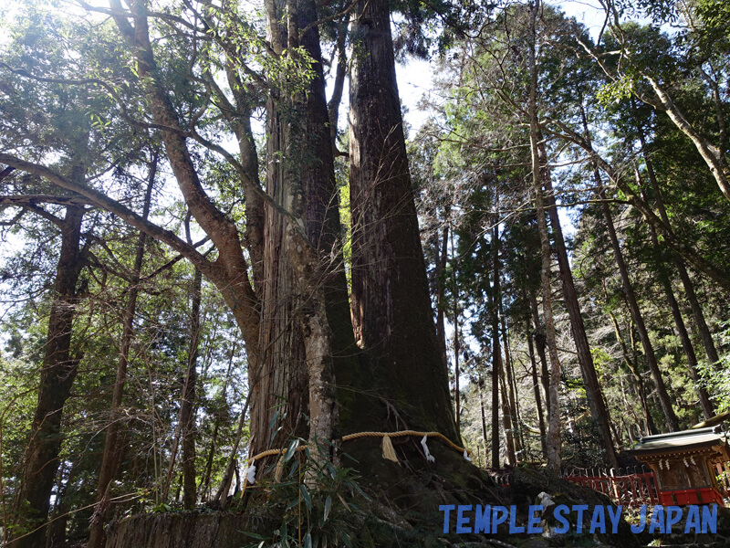 Kifune shrine (Kyoto) Japanese cedar trees