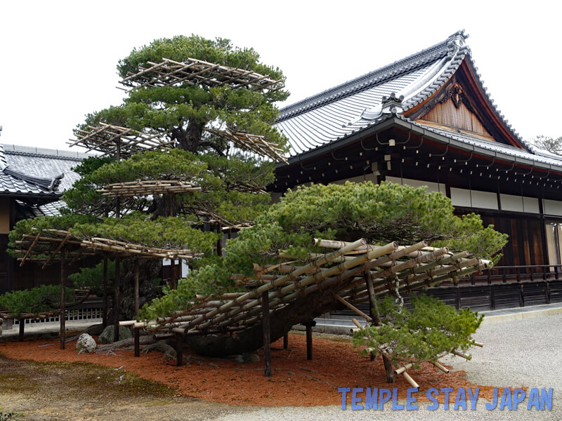 Kinkakuji temple (Kyoto) The Pine of the Land-bound Boat