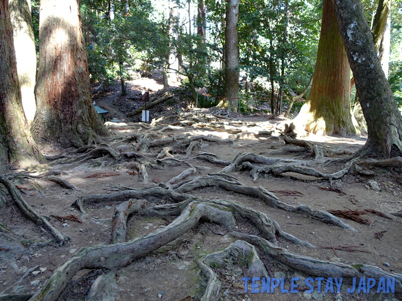 Kuramadera (Kyoto) Tree roots