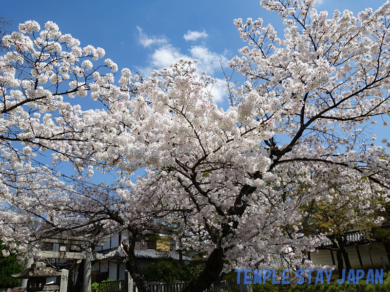 Shinnyodo (Kyoto) Cherry blossoms
