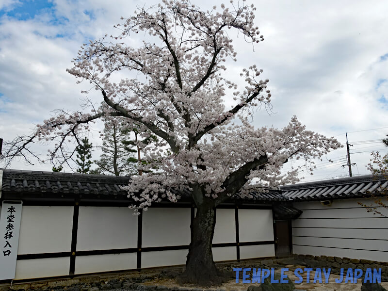 Shogoin-monzeki (Kyoto) Cherry blossom