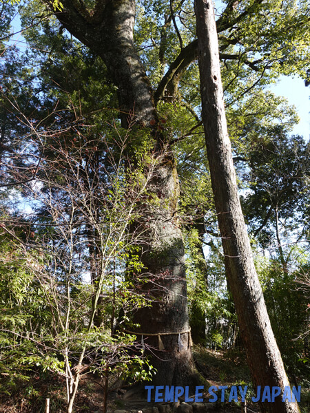 Tosajinja (Kochi) Great camphor tree
