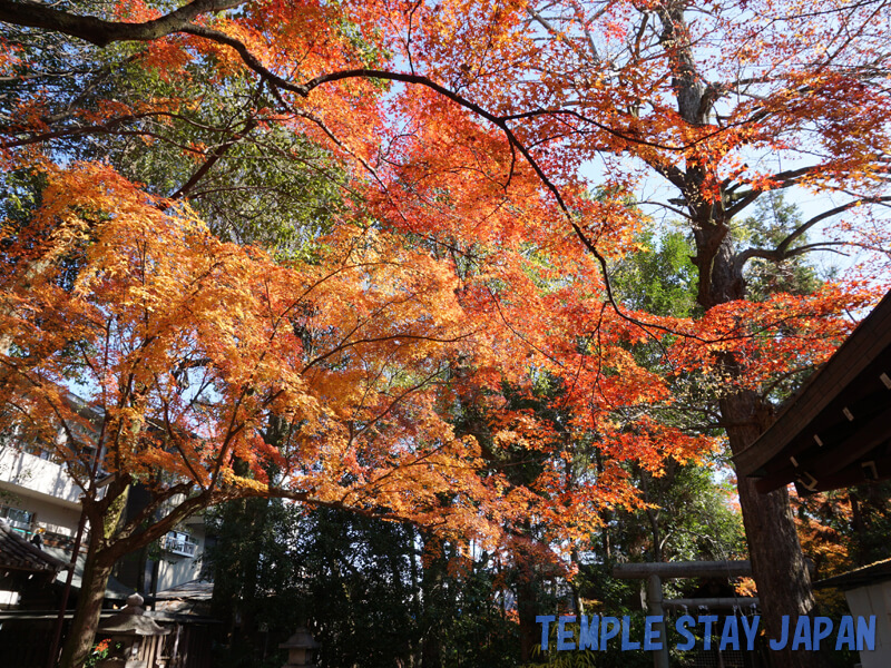 Kamigoryo Shrine (Kyoto) Autumn foliage