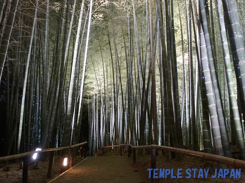 Kodaiji (Kyoto) Bamboo forest illumination