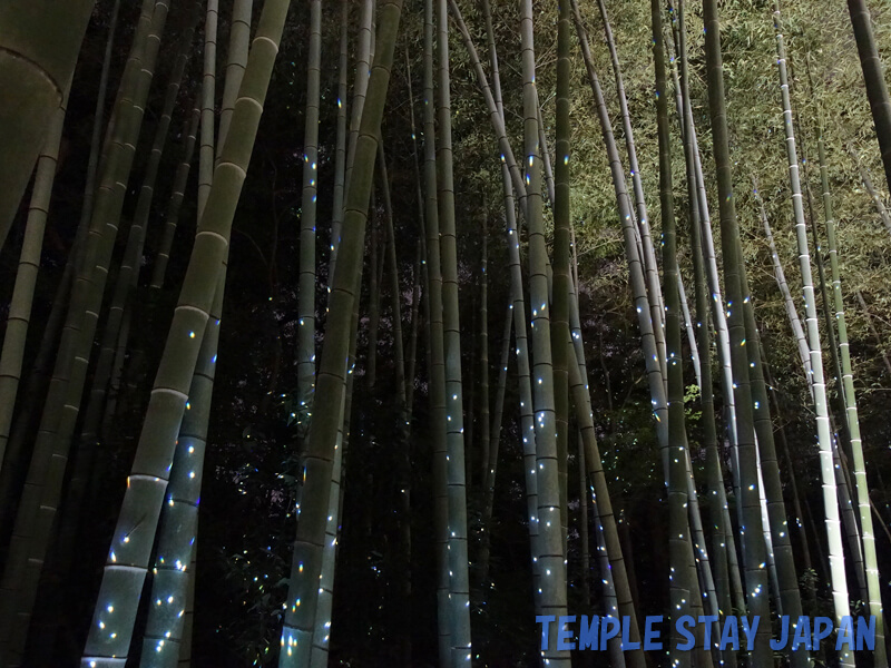 Kodaiji (Kyoto) Bamboo forest illumination
