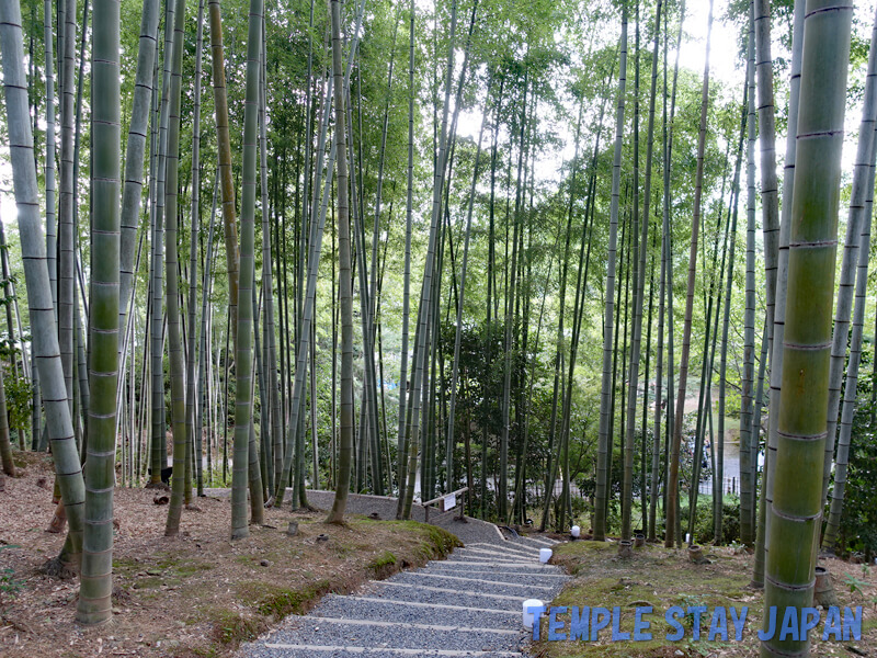 Kodaiji (Kyoto) Bamboo forest