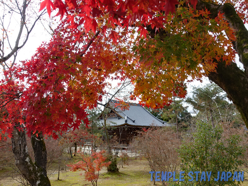 Ninnaji temple (Kyoto) Autumn leaves