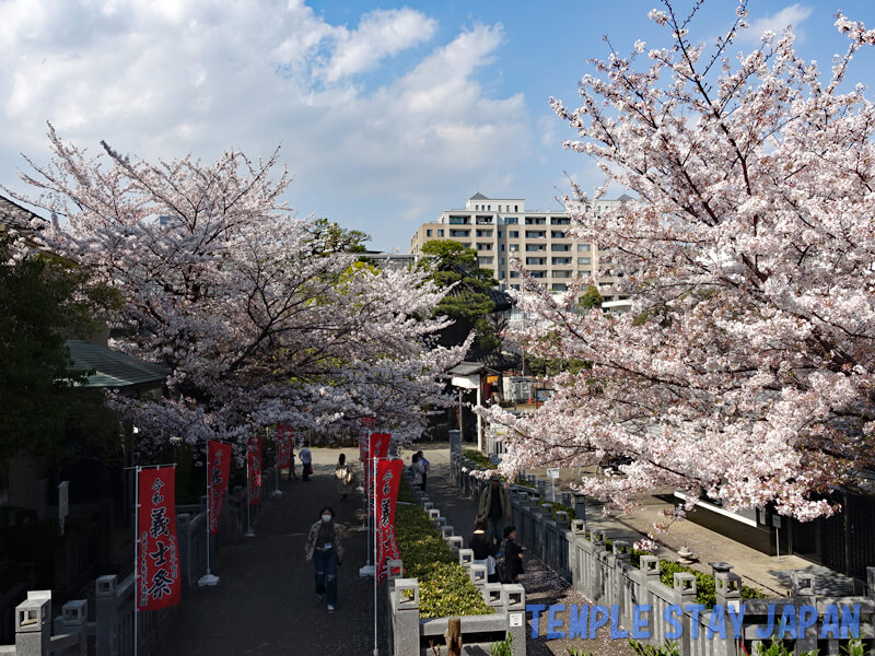 Sengakuji temple (Tokyo) Cherry blossoms