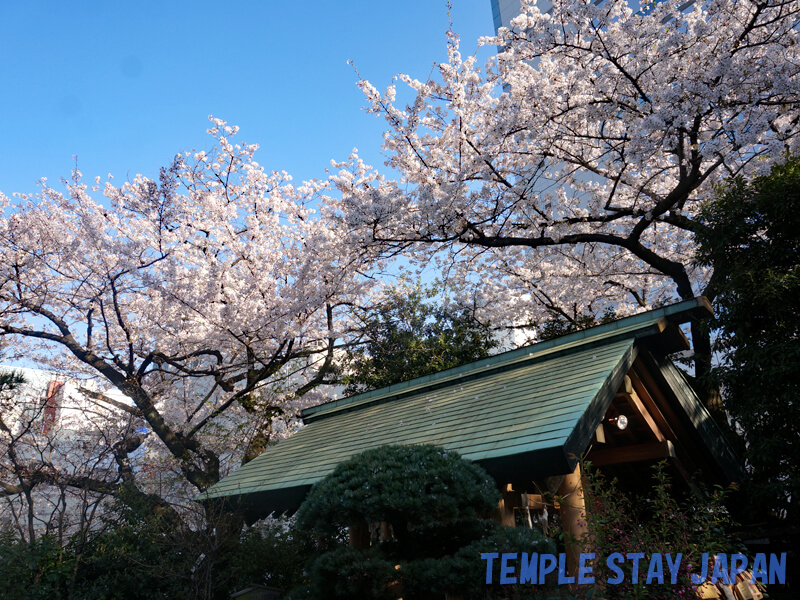 Shiba Daijingu shrine (Tokyo) Cherry blossoms