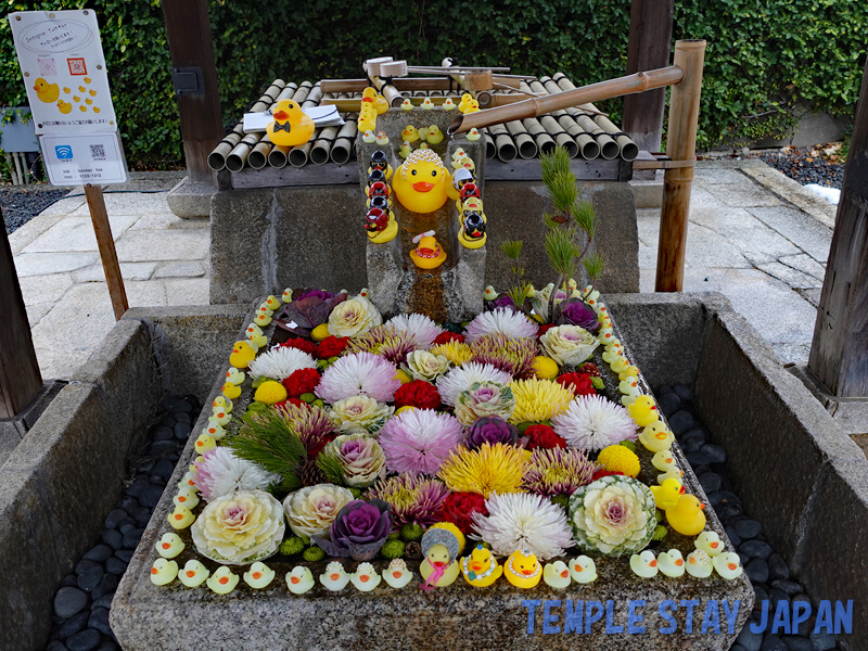 Konkai-Komyoji temple(Kyoto) Flowers decorating the water basin