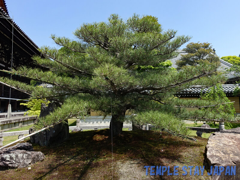 Konkai-Komyoji temple(Kyoto) Pine