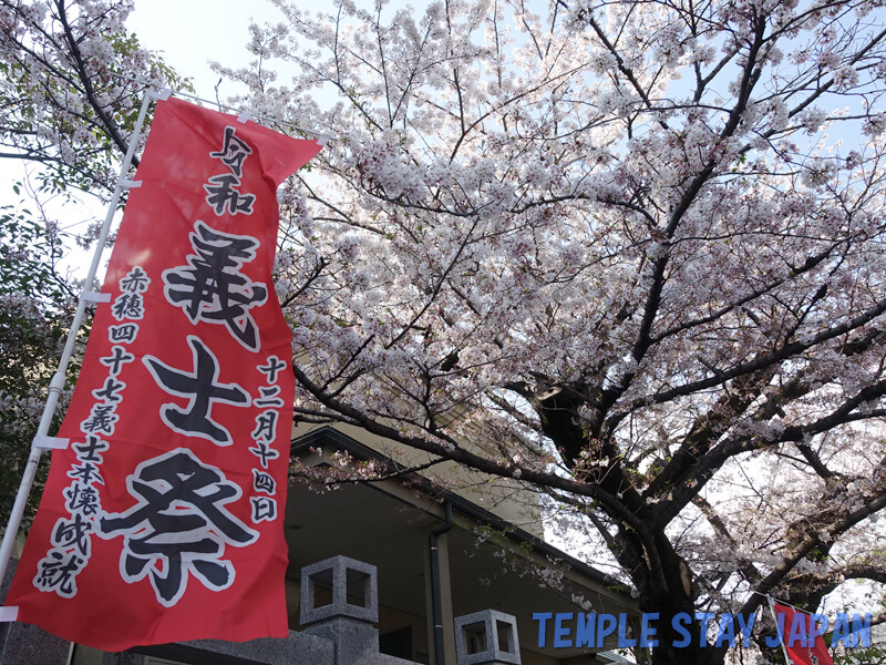 Sengakuji temple (Tokyo) Cherry blossoms