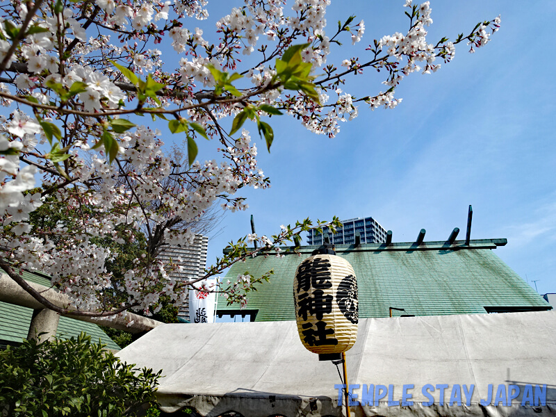 Tsukuda-Sumiyoshi shrine (Tokyo) Cherry blossoms